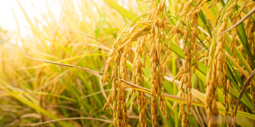 Plantio de arroz em área de várzea