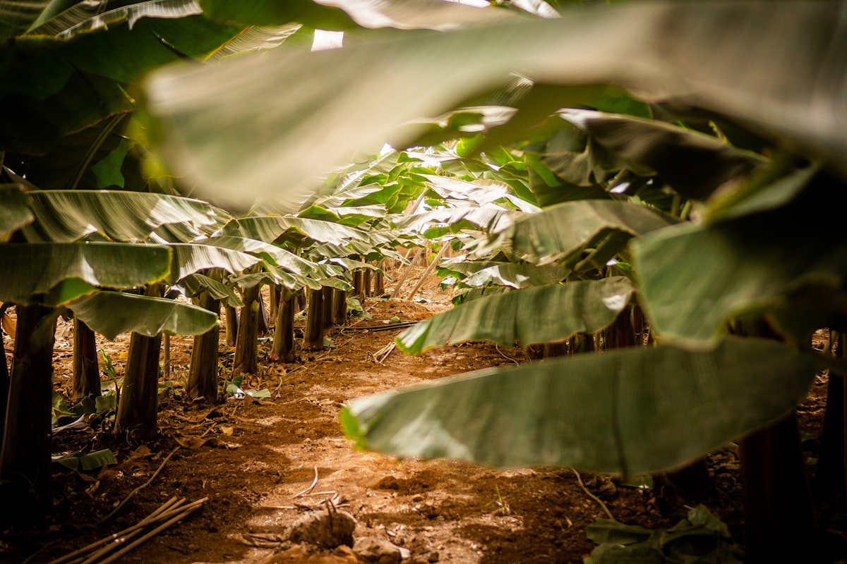 Bananal no interior de Rondônia