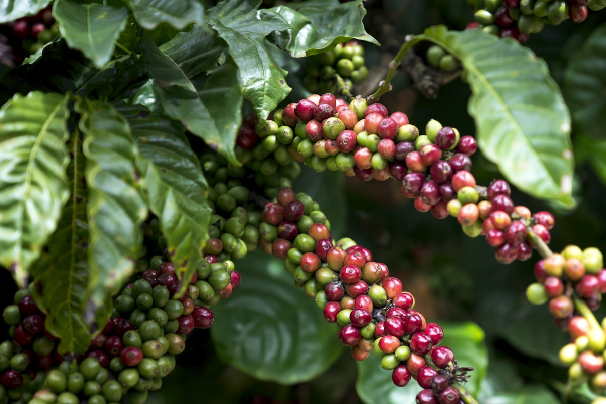 Café conilon madurando no pé, em Santa Luzia do Oeste